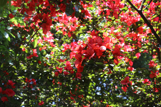 红花树林