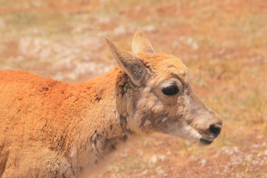 青海格尔木可可西里藏羚羊近距离