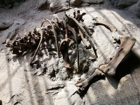 恐龙骨架化石出土现场