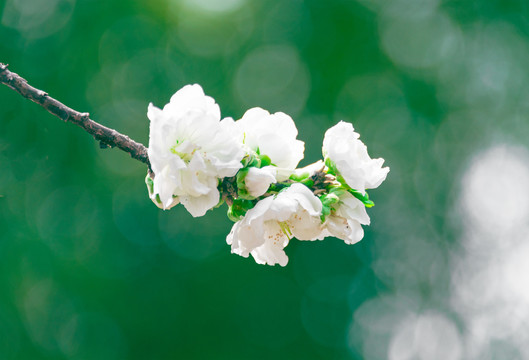 白桃花特写