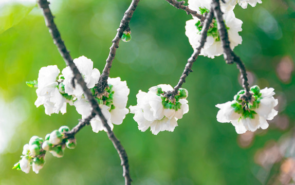 白桃花特写