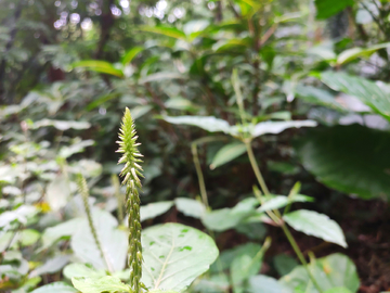 植物叶尖公园花草树木