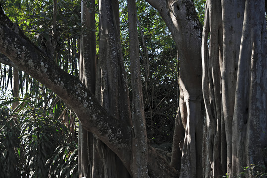 榕树根须