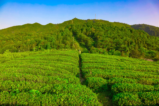 瑞昌青山茶场