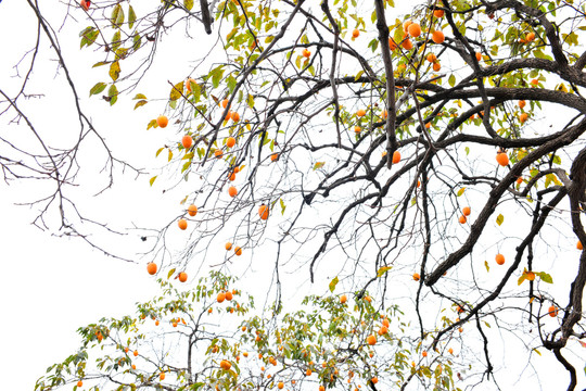 秋天柿子树