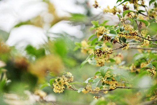 桂花盛开