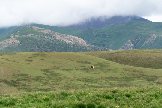 在青藏高原高山草甸上飞翔的云雀