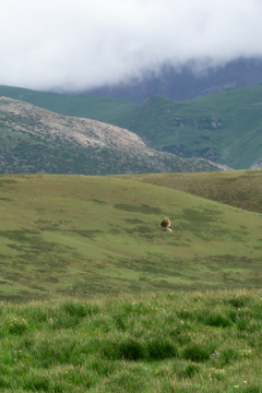 在青藏高原高山草甸上飞翔的云雀