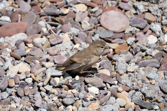西藏纳木错砾石滩上的云雀幼鸟