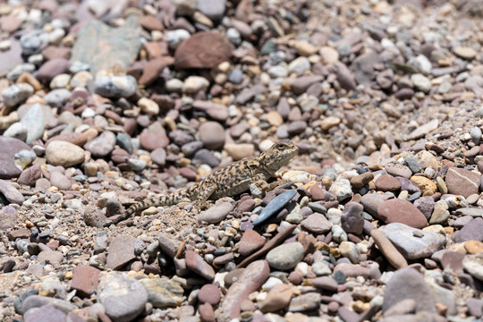 西藏纳木错砾石滩上的西藏沙蜥