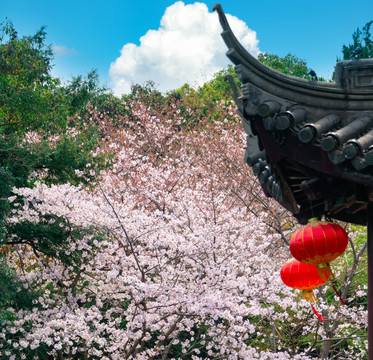 上海古猗园樱花与园林