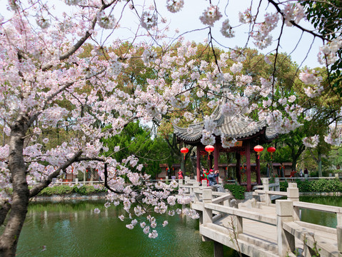 上海古猗园樱花与园林