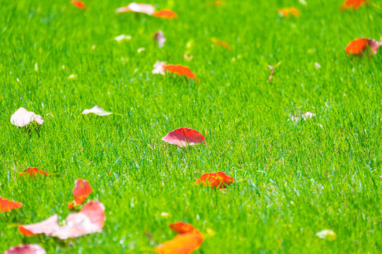 落叶与草坪