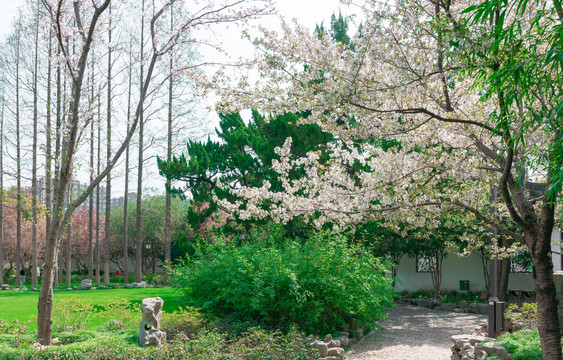 上海古猗园的樱花