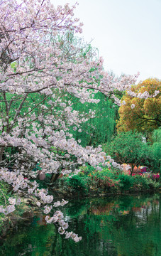 上海古猗园的樱花