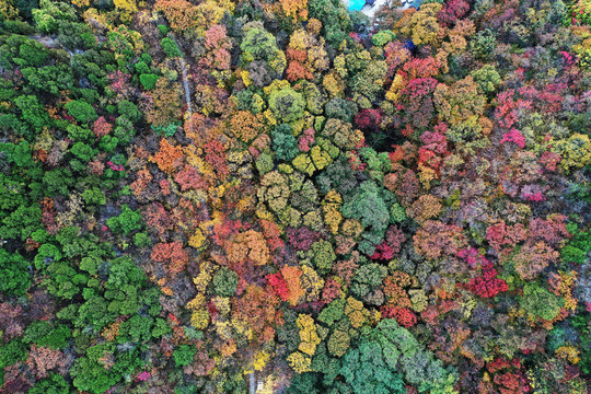 山东枣庄抱犊崮国家森林公园秋景