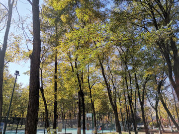 公园篮球场地