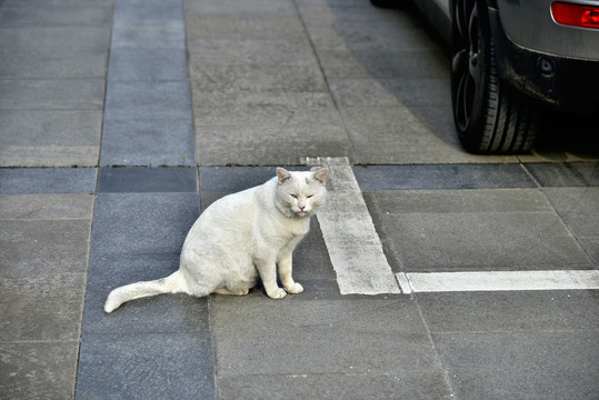 白色的猫