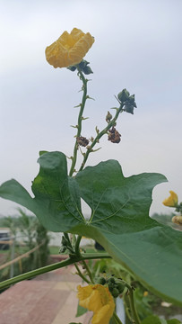 丝瓜花