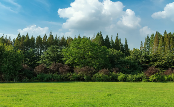 绿树林背景