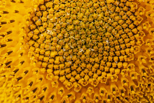金色向日葵上的蜜蜂