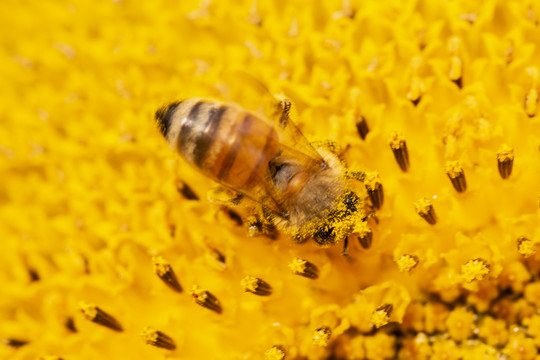 金色花朵上的蜜蜂