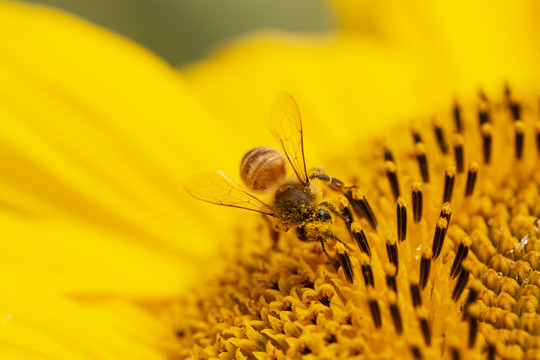 金色向日葵上的蜜蜂