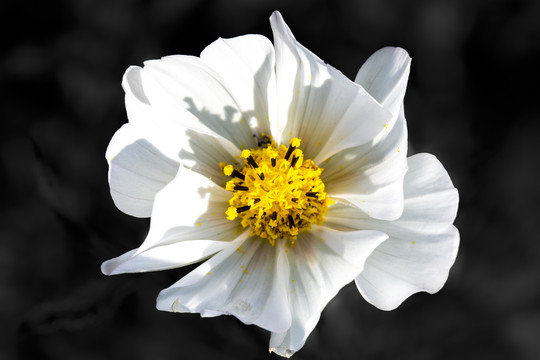 白色花朵素材