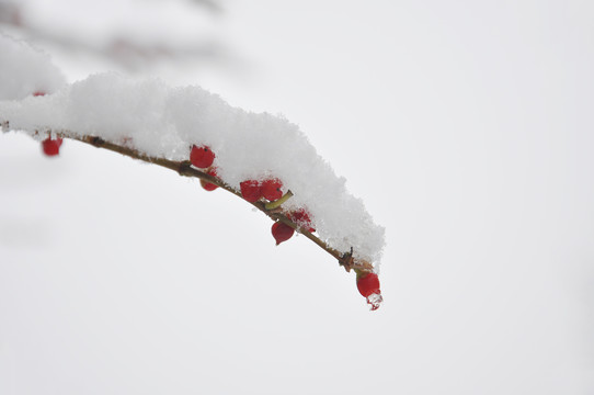 枝头映雪图