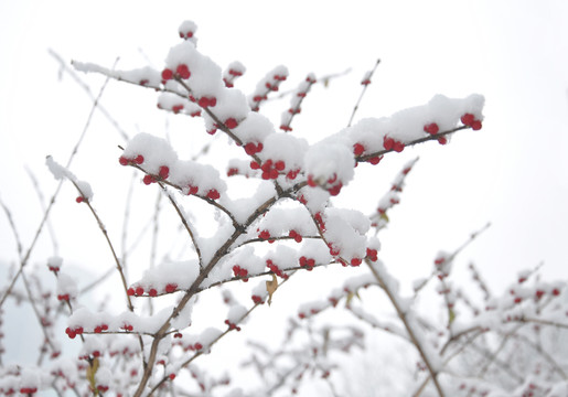 雪中小景