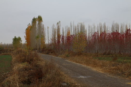 秋天的小路
