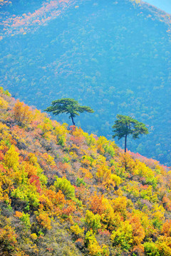秋天五花山上的两棵小树