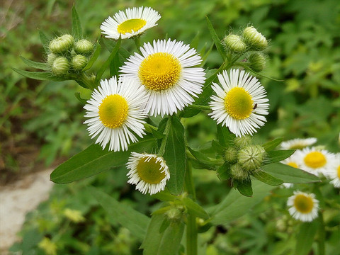 野菊花