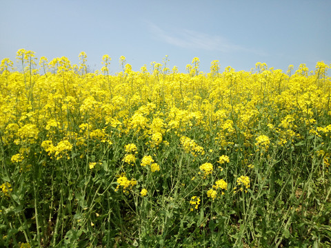 油菜花