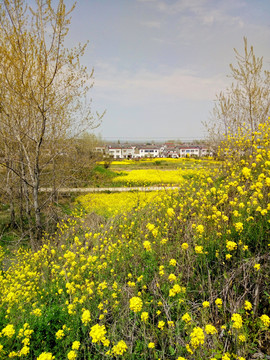 油菜花