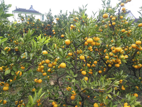 农家成熟橘子园