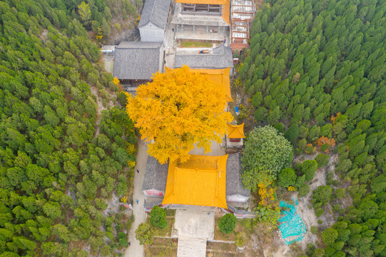 航拍济南淌豆寺银杏054