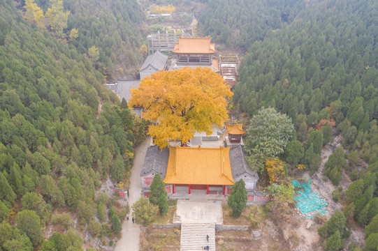 航拍济南淌豆寺银杏069