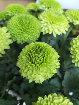 绿色的菊花