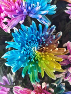 五彩斑斓的菊花