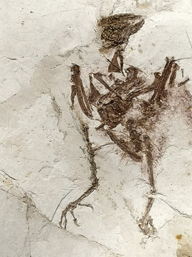 古生物化石姣小鸟化石
