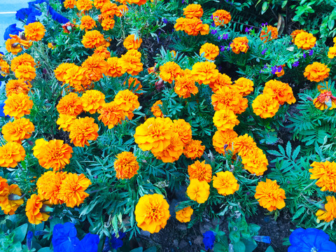 百日菊