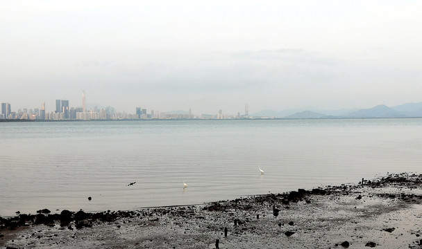 深圳湾海景