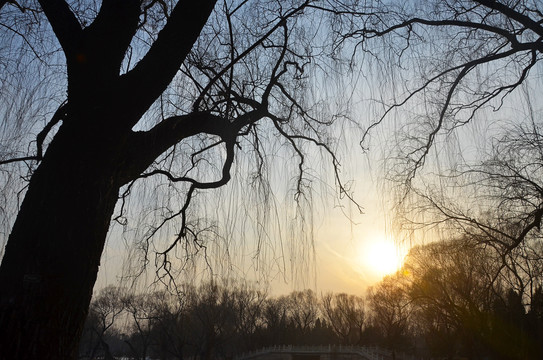 夕阳树木