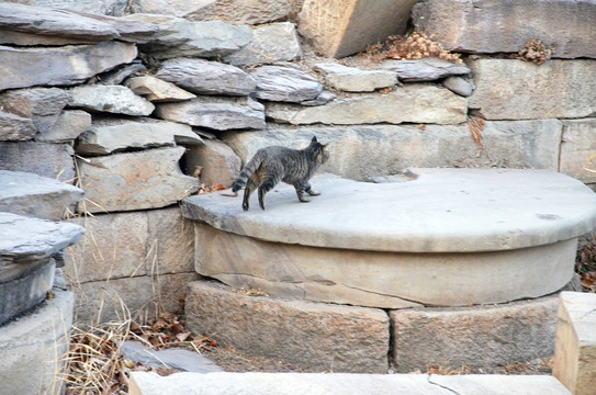 圆明园野猫