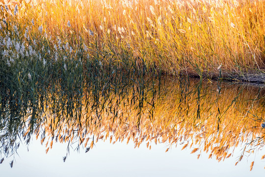 金黄的湖边芦苇