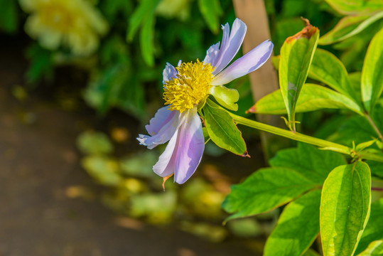 芍药花