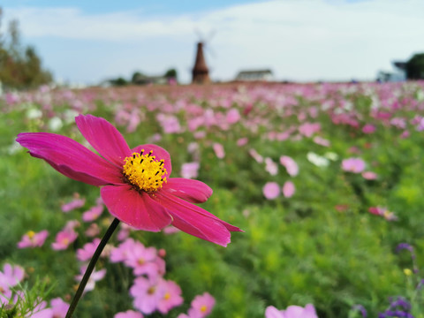 波斯菊