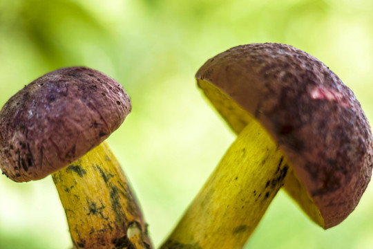 红牛肝菌