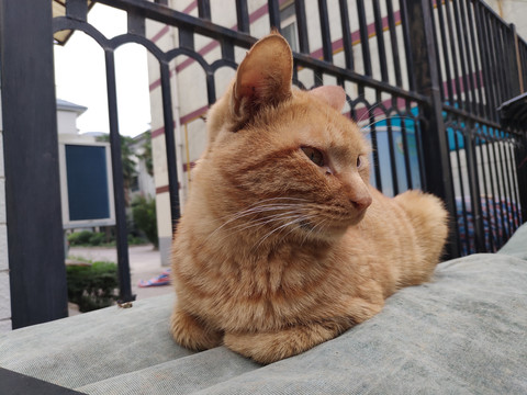 猫咪